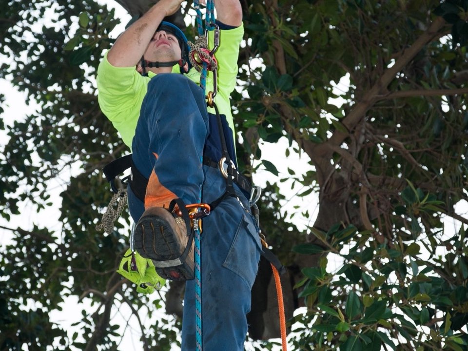 Qualified arborist working in a mature tree during a property survey in Northamptonshire