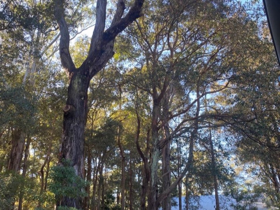 Mature trees in a Northamptonshire parkland setting due for routine re-inspection